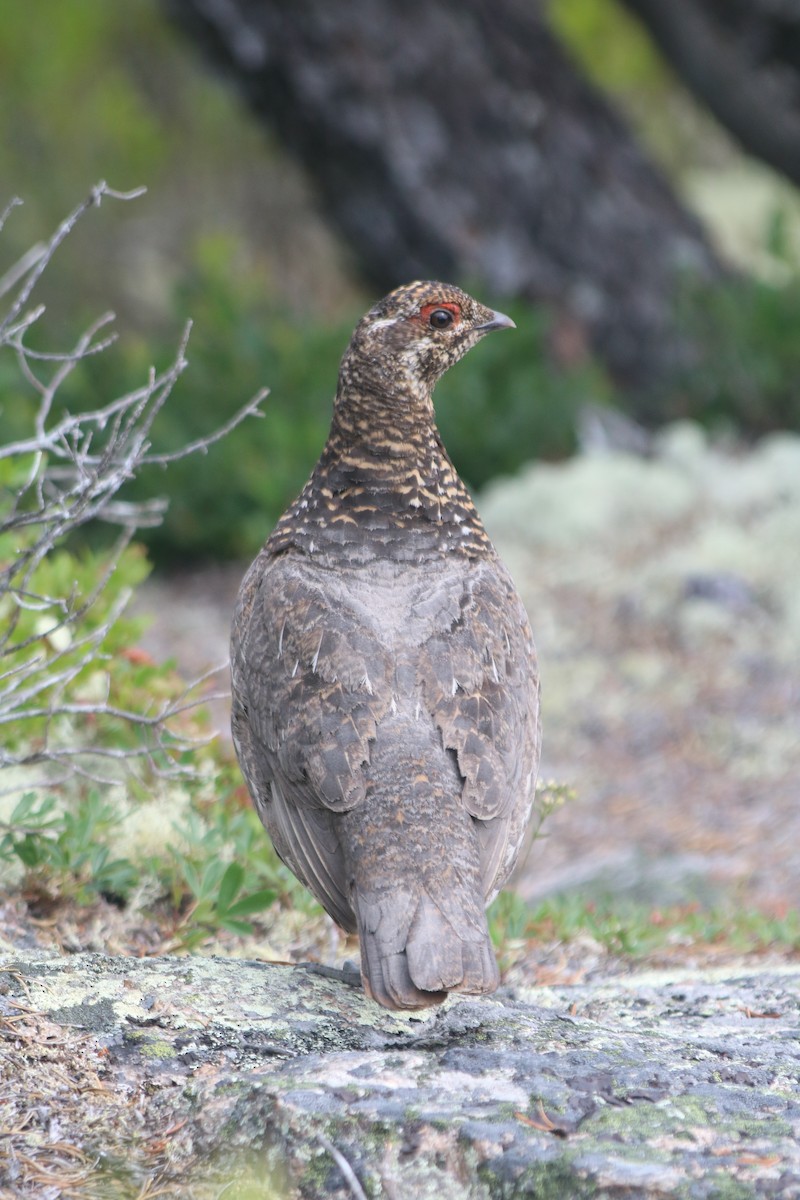 Spruce Grouse - ML638608601