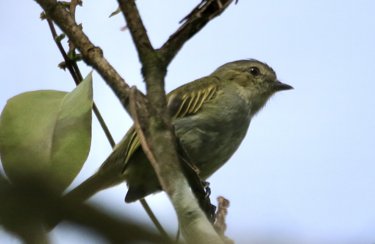 Mistletoe Tyrannulet - ML638608604