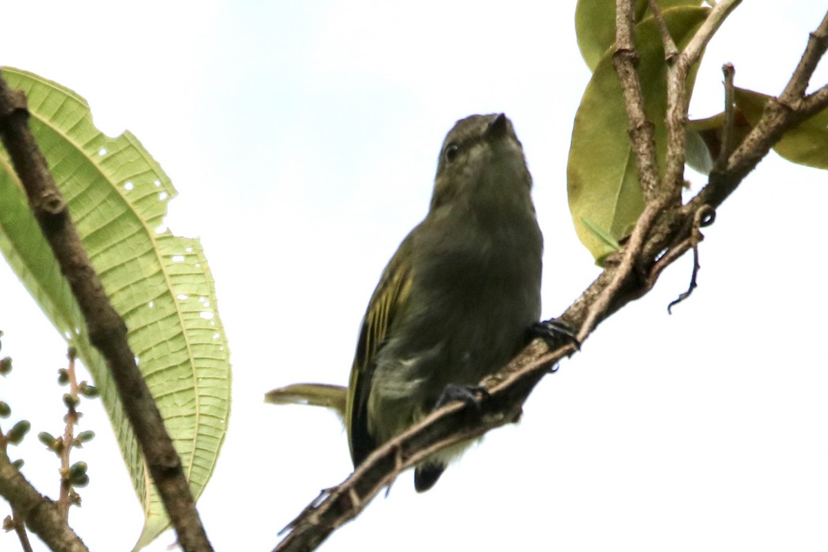Mistletoe Tyrannulet - ML638608605