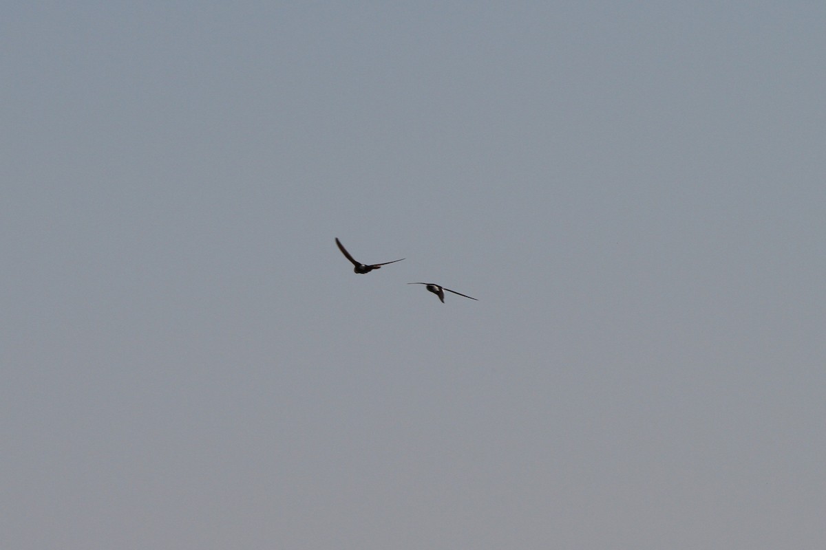 White-throated Swift - ML638608606
