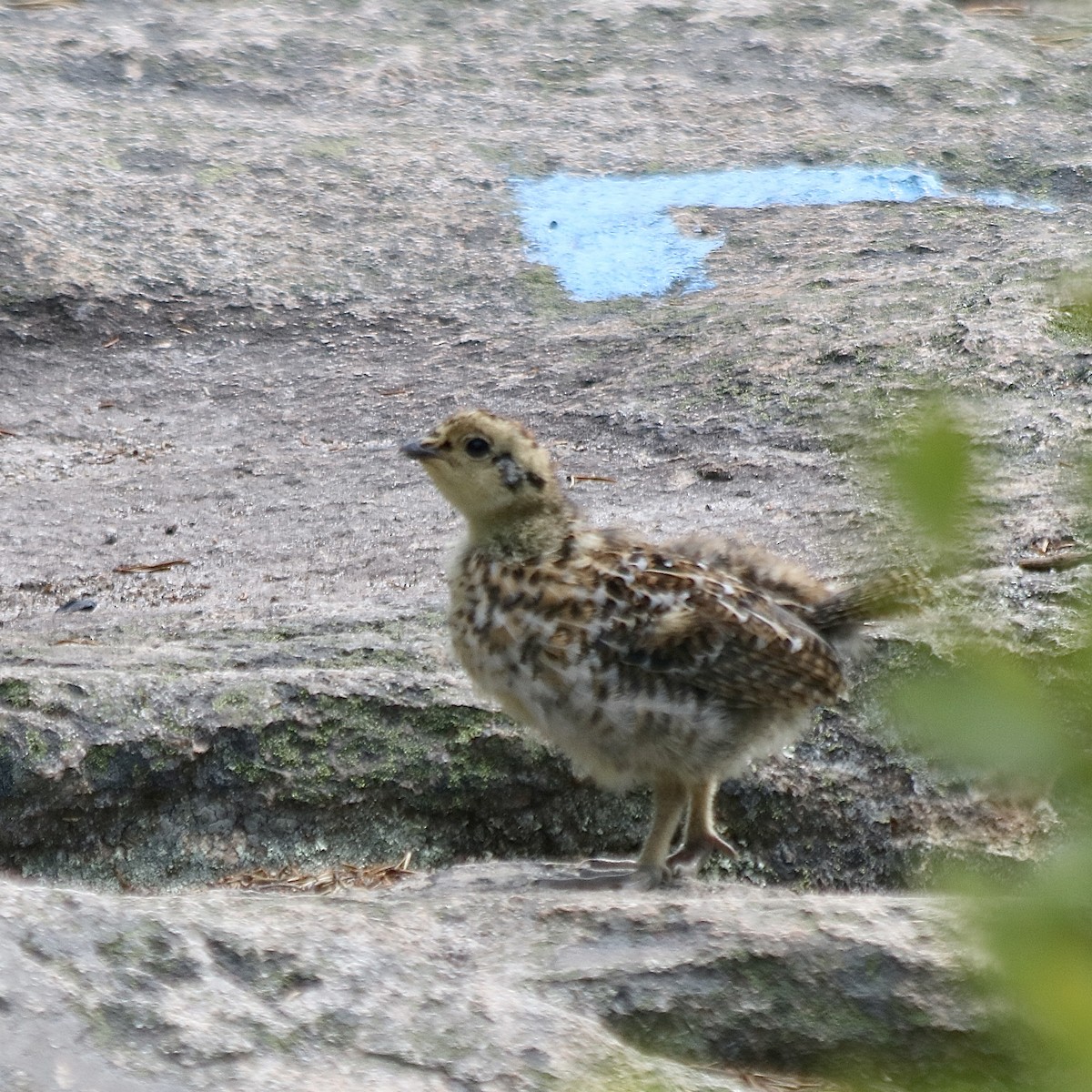Spruce Grouse - ML638608614