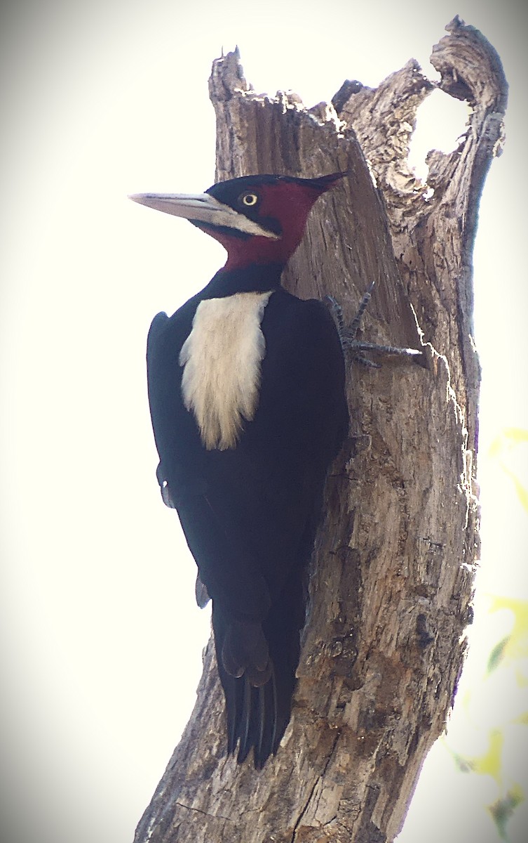 Cream-backed Woodpecker - ML638608616