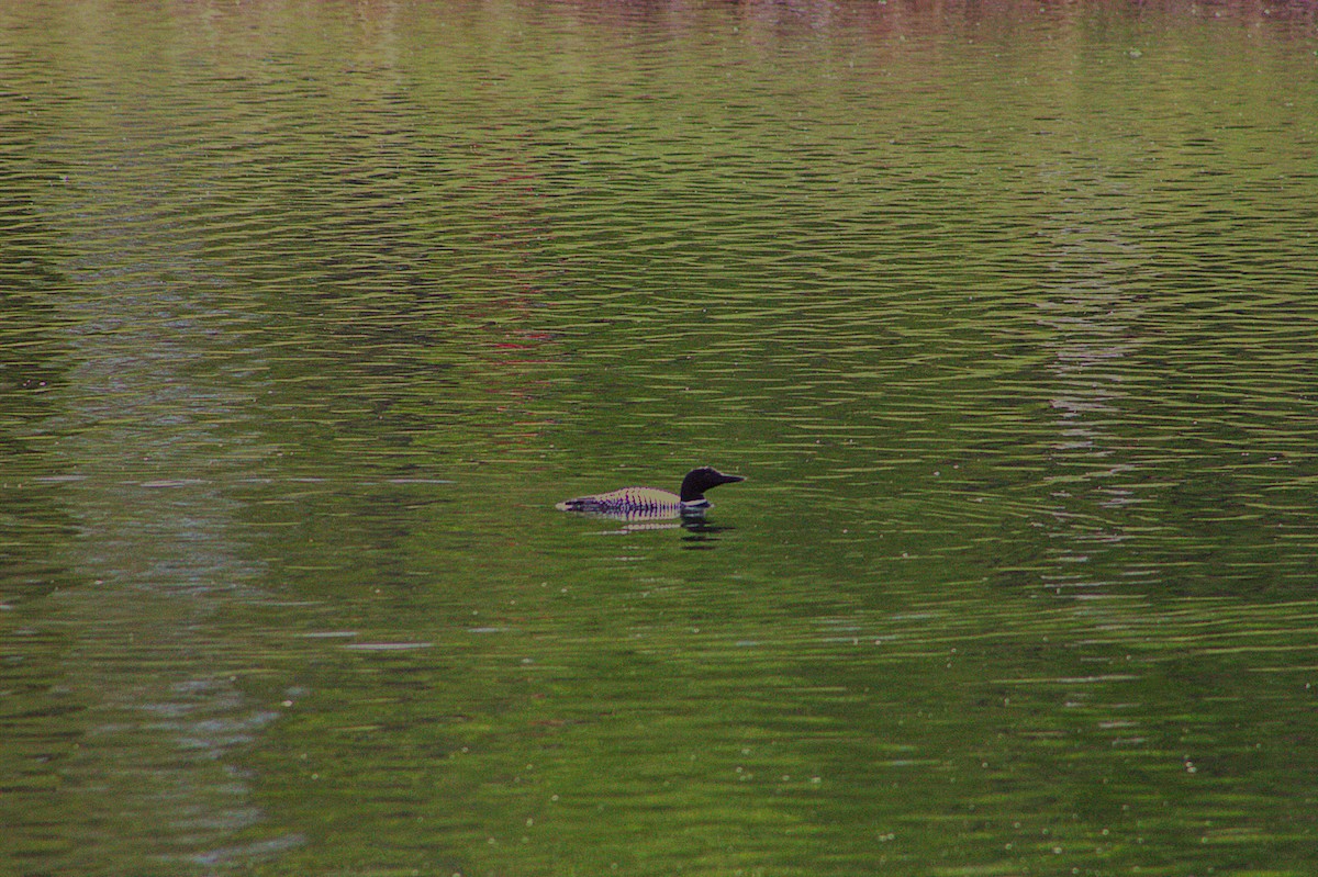 Common Loon - ML638608617