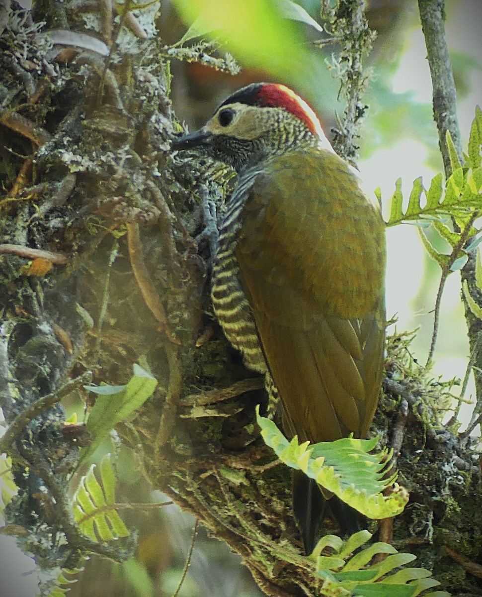 Golden-olive Woodpecker - ML638608657