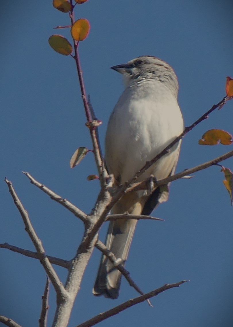 Yungas Sparrow - ML638608704