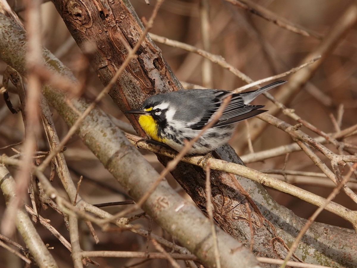 Yellow-throated Warbler - ML638608711