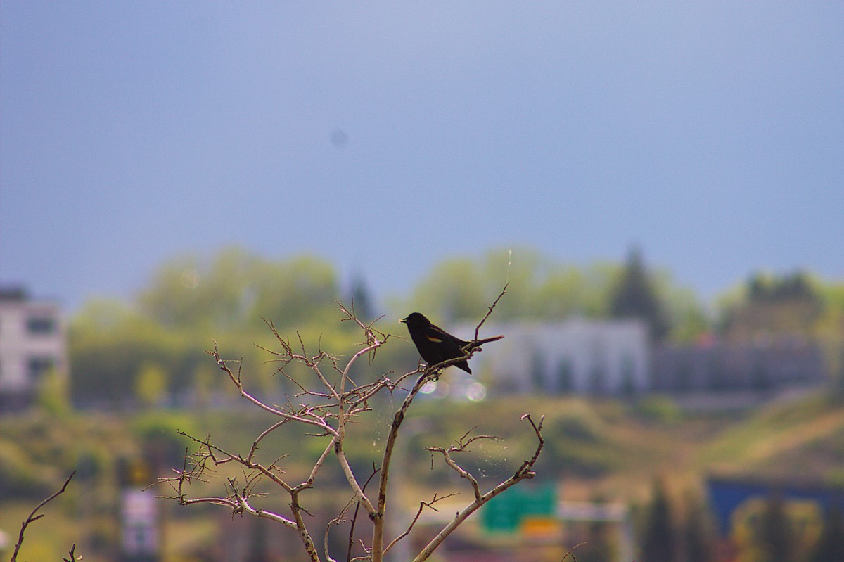 Red-winged Blackbird - ML638608717