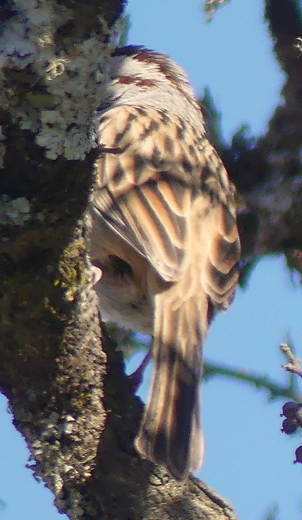 Yungas Sparrow - ML638608722