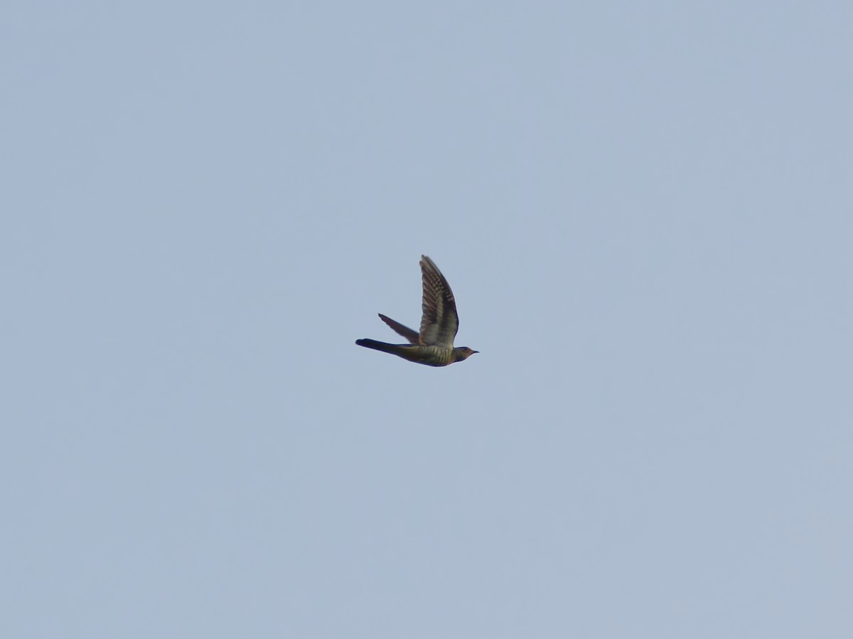 Common Cuckoo - ML638608753