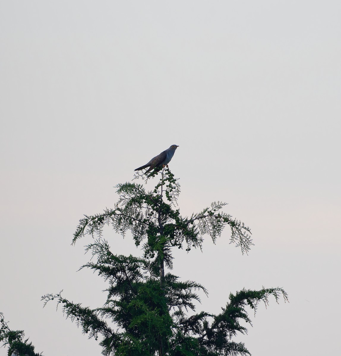 Common Cuckoo - ML638608754