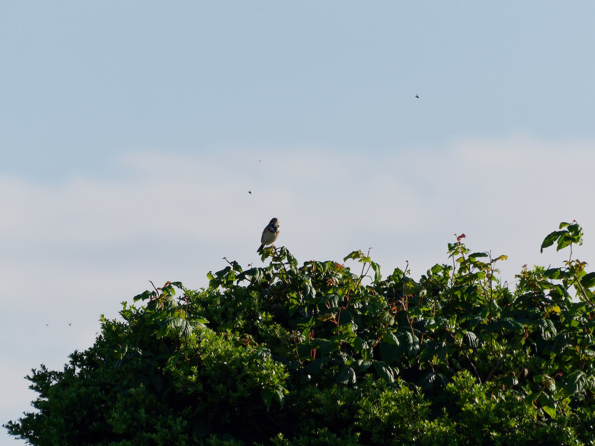 Chestnut-eared Bunting - ML638608761