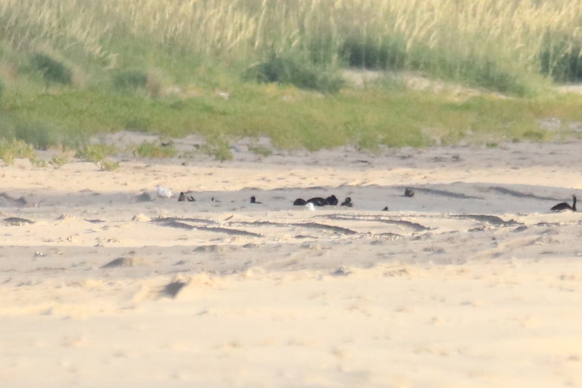 Black Scoter - ML638608780