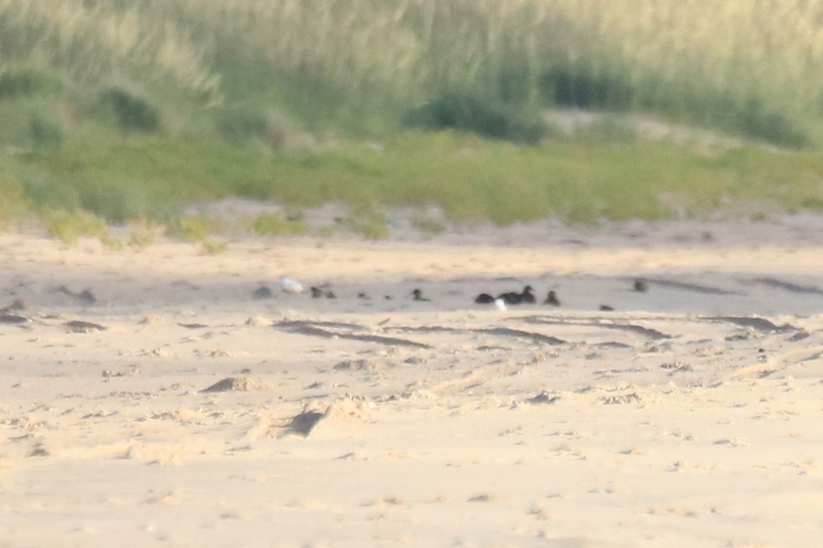 Black Scoter - ML638608783
