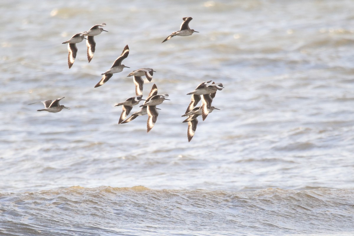 Willet - ML638608789