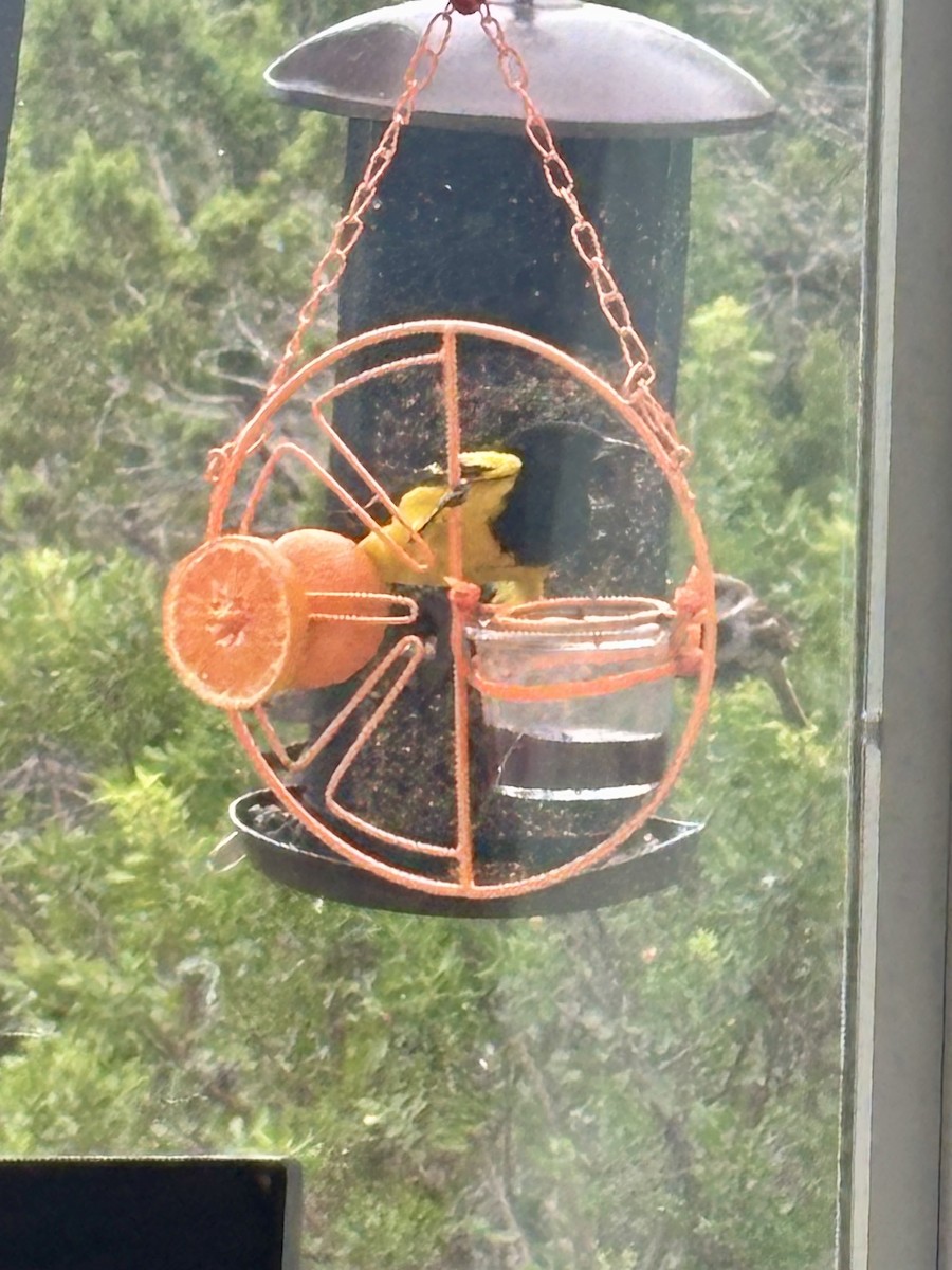 Scott's Oriole - ML638608795