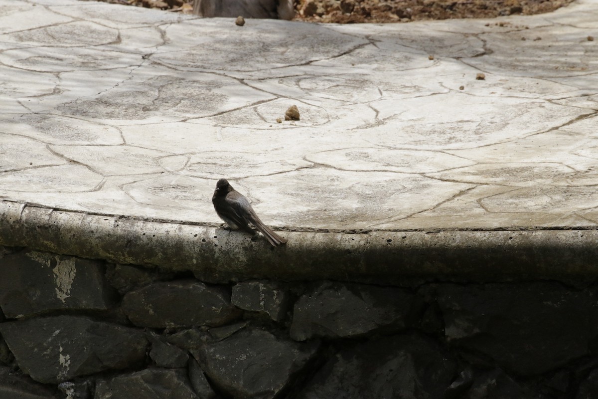 Black Phoebe - ML638608845