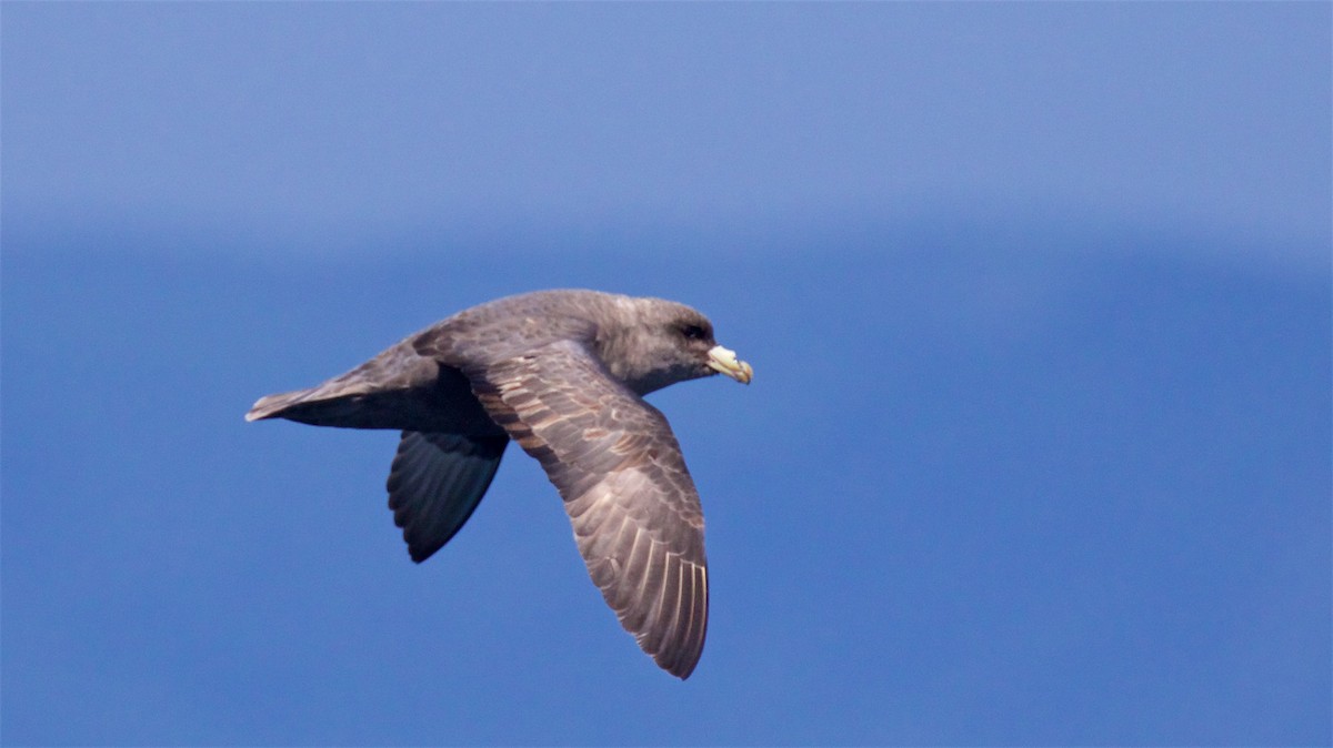 Northern Fulmar (Pacific) - ML638608884