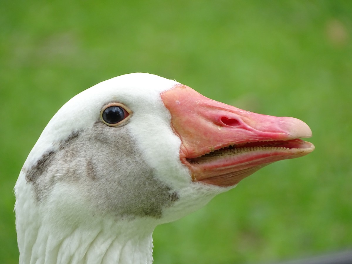 Graylag Goose (Domestic type) - ML638608891