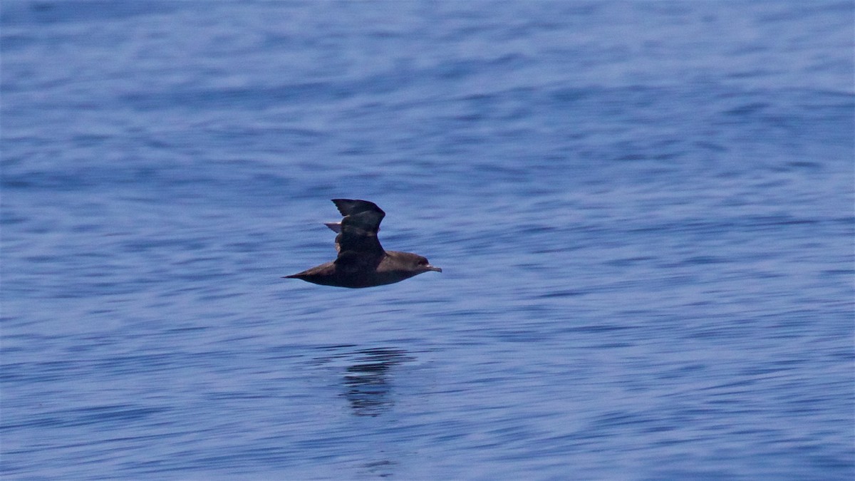 Short-tailed Shearwater - ML638608893