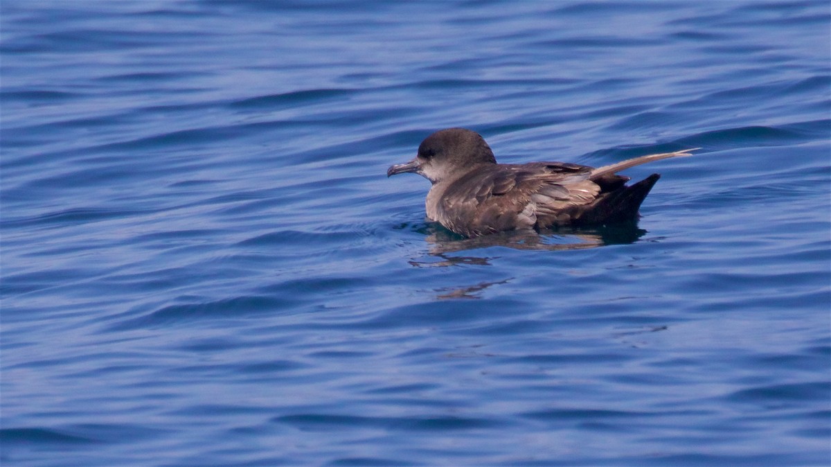 Short-tailed Shearwater - ML638608896