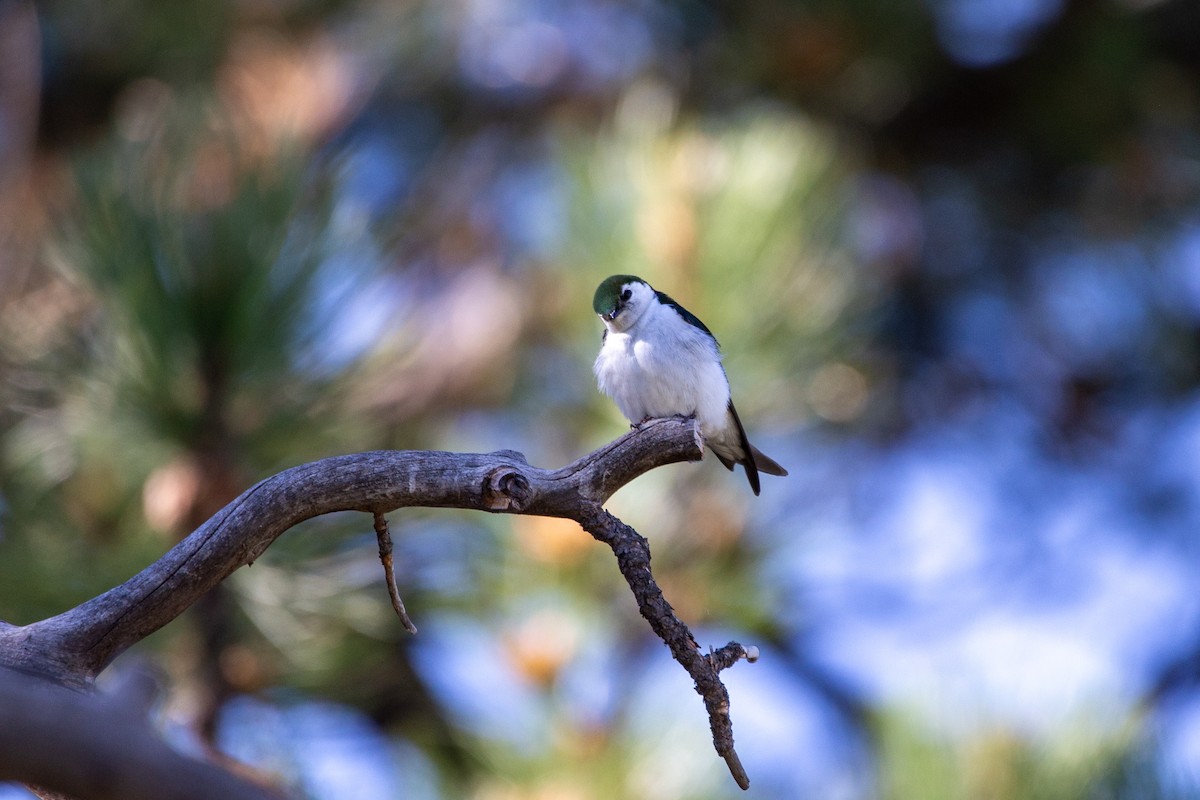 Violet-green Swallow - ML638608904
