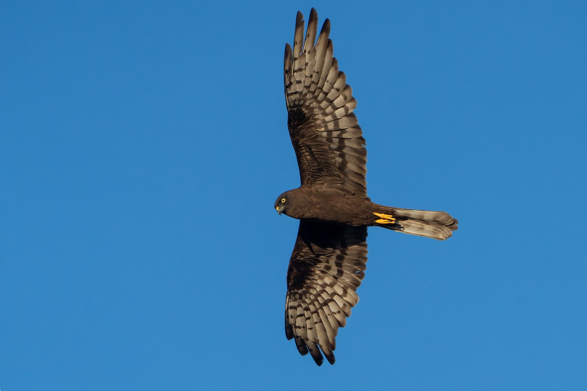 Montagu's Harrier - Miguel Rouco