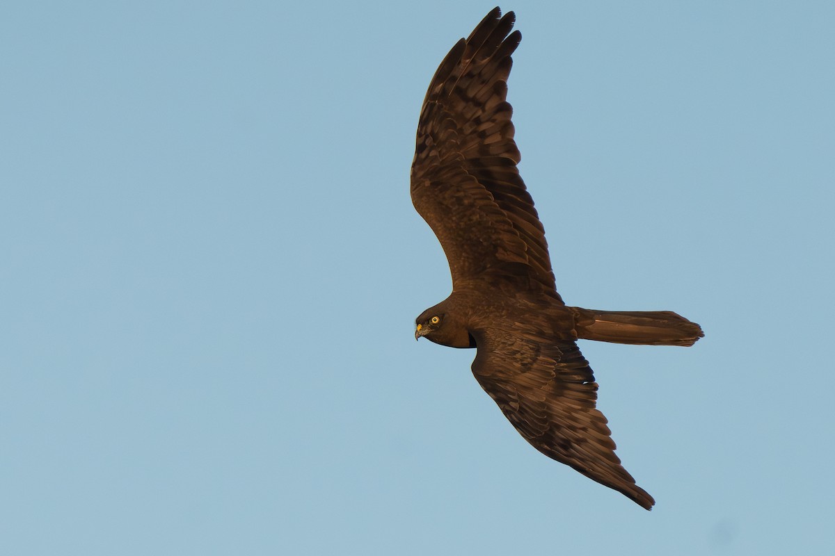 Montagu's Harrier - Miguel Rouco