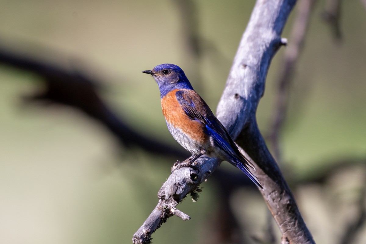 Western Bluebird - ML638608913