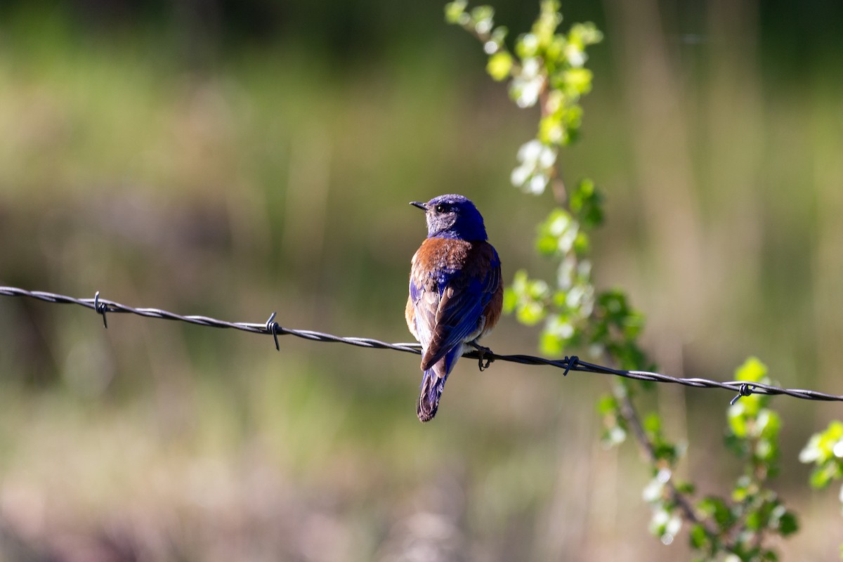 Western Bluebird - ML638608914