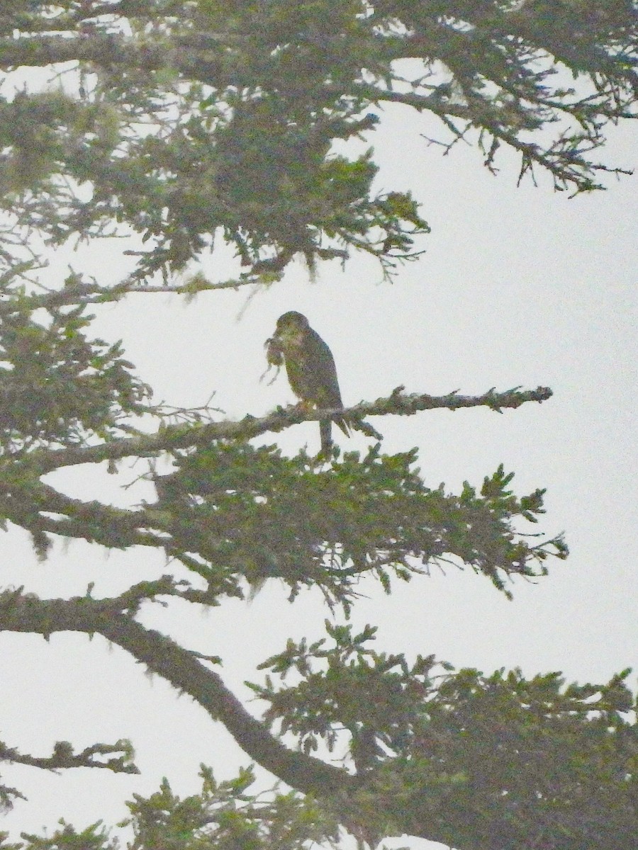 Merlin - ML638608921