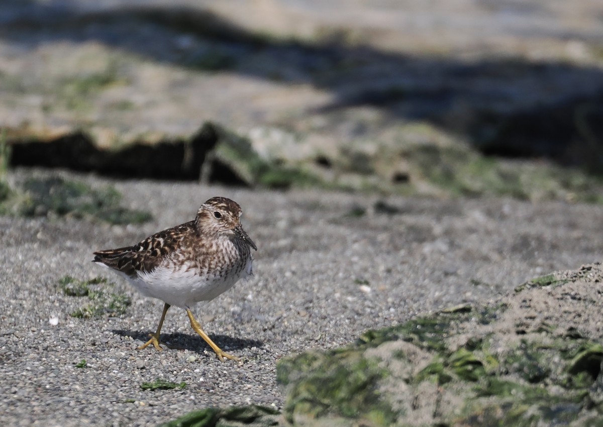 Least Sandpiper - ML638608924