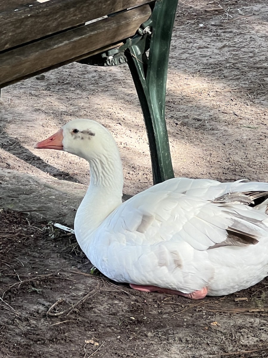Graylag Goose (Domestic type) - ML638608936