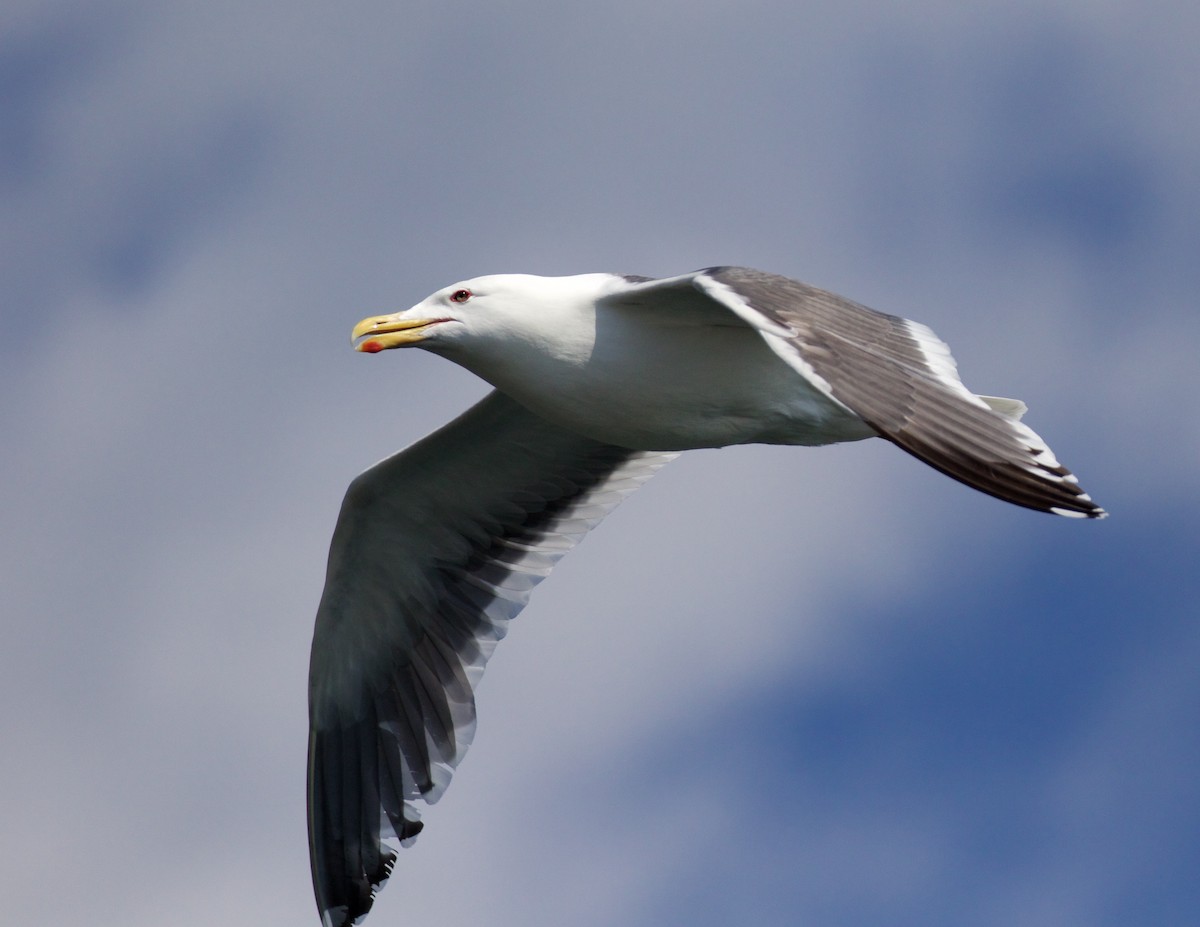 Slaty-backed Gull - ML638608943