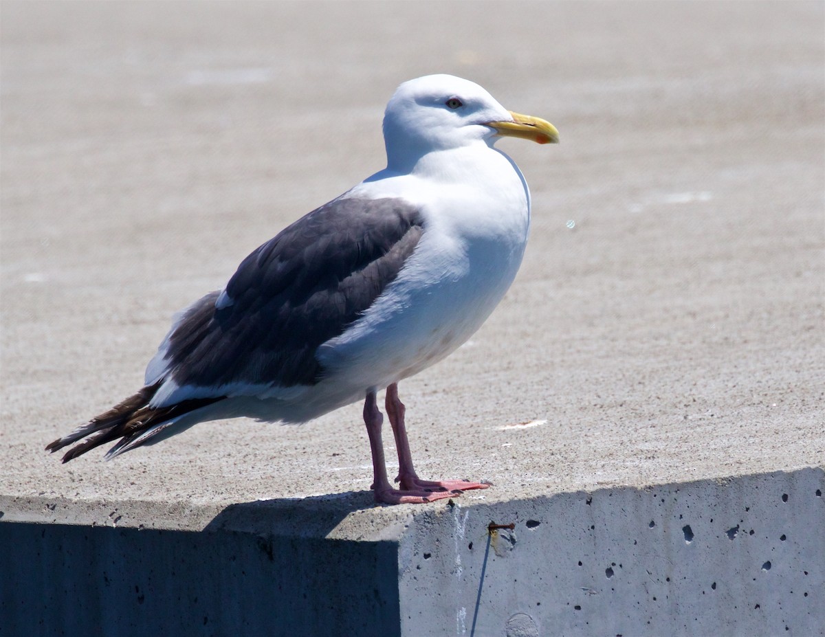 Slaty-backed Gull - ML638608944