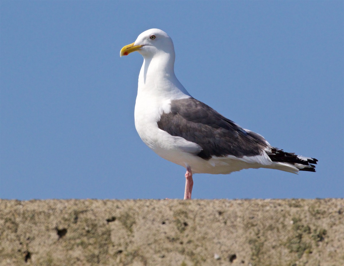 Slaty-backed Gull - ML638608945