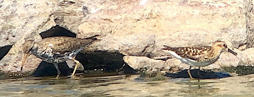 Spotted Sandpiper - ML638608957