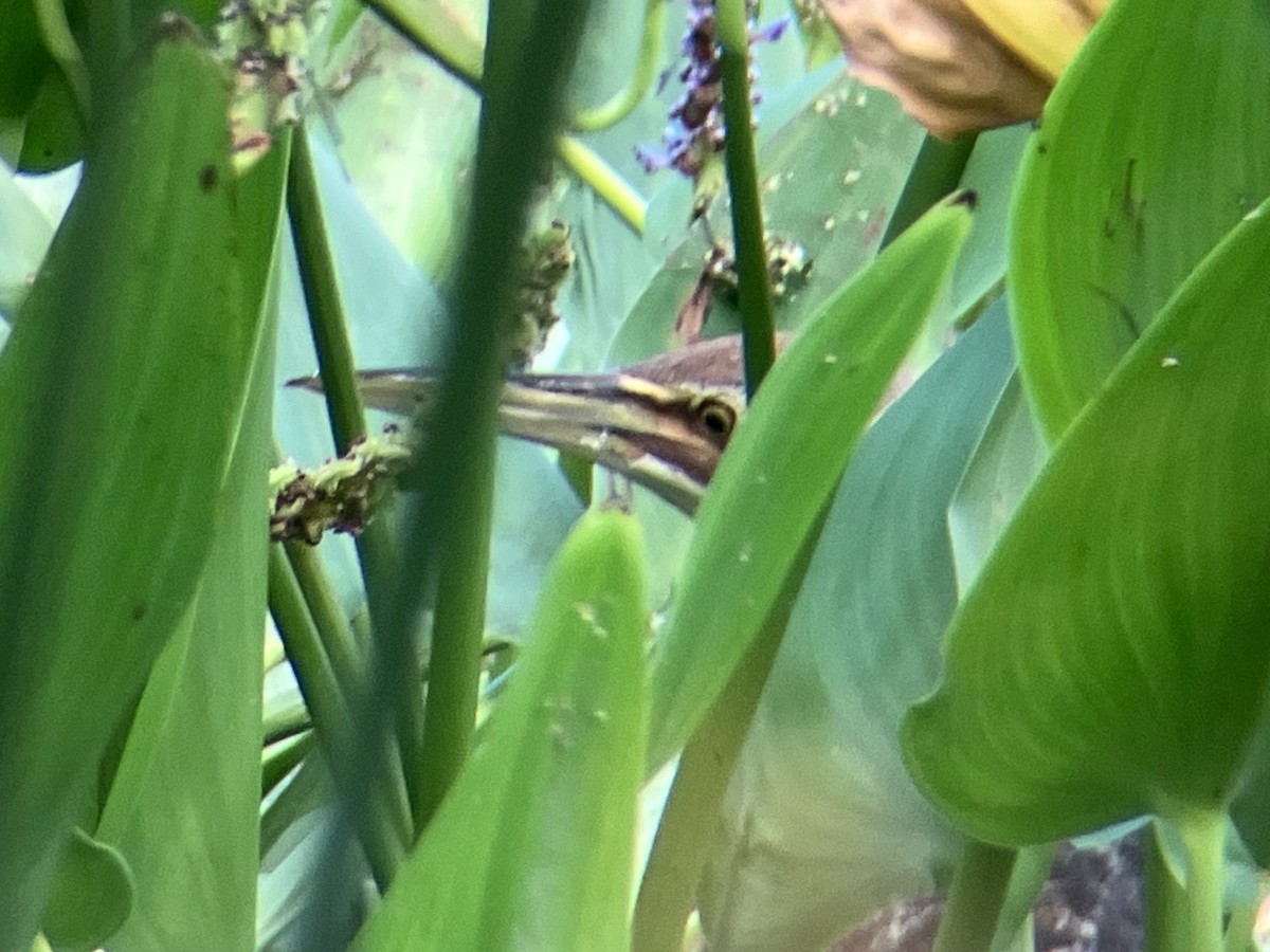 American Bittern - ML638608958