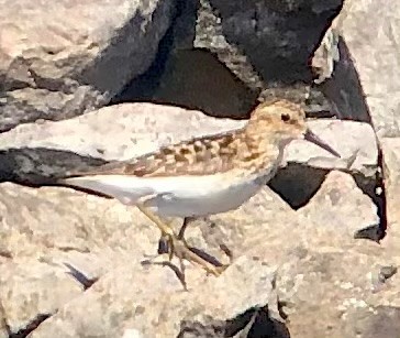 Least Sandpiper - ML638608965