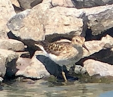 Least Sandpiper - ML638608972