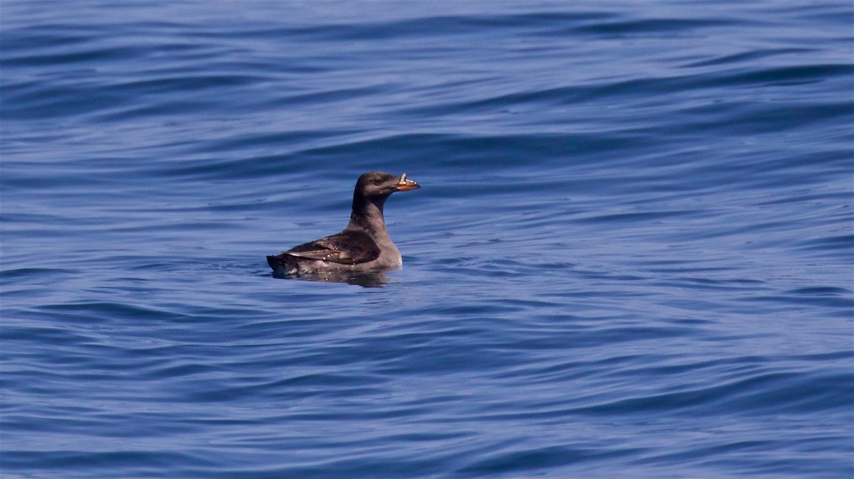 Rhinoceros Auklet - ML638609029