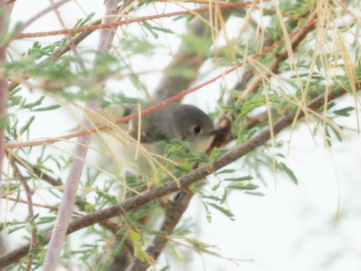Ruby-crowned Kinglet - ML638609030