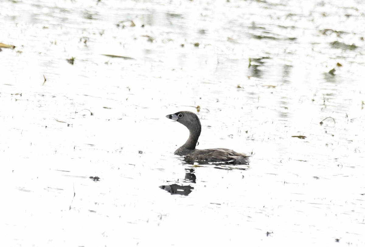 Pied-billed Grebe - ML638609031