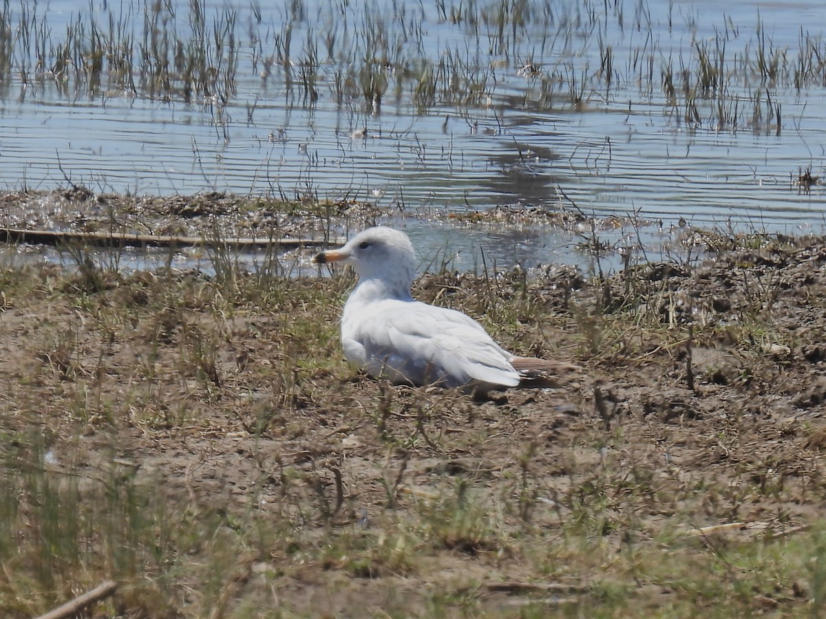 Ring-billed Gull - ML638609035
