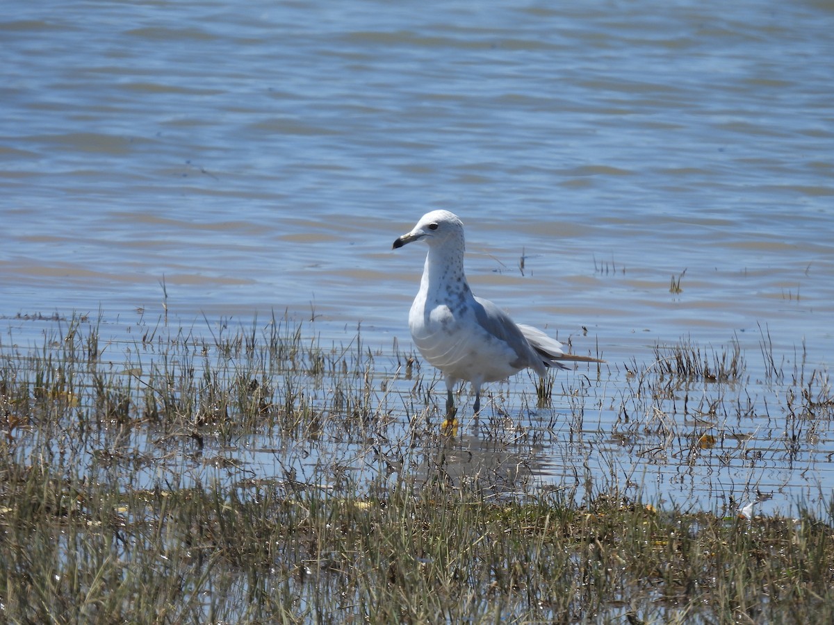 Ring-billed Gull - ML638609037