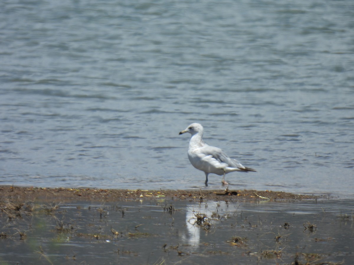 Ring-billed Gull - ML638609039