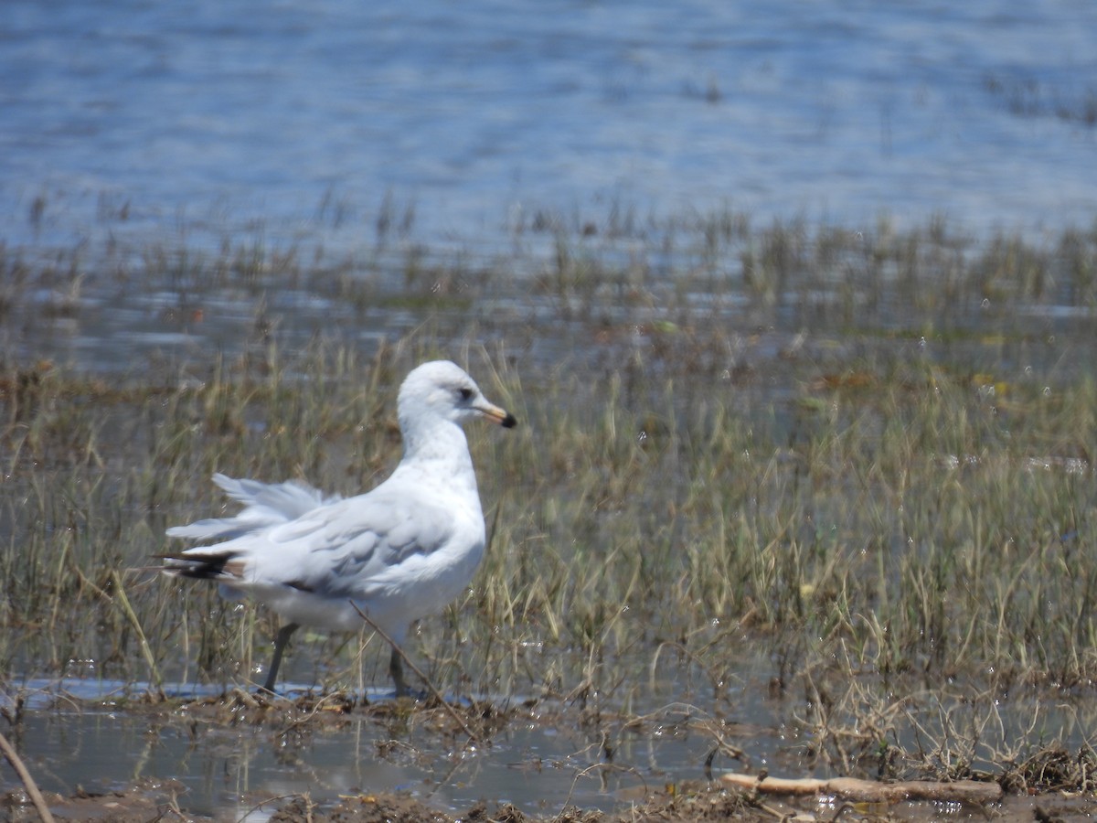 Ring-billed Gull - ML638609040