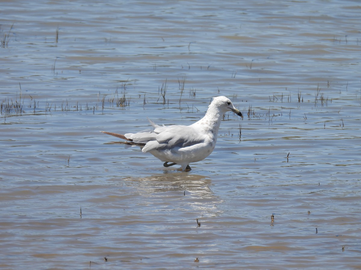 Ring-billed Gull - ML638609041