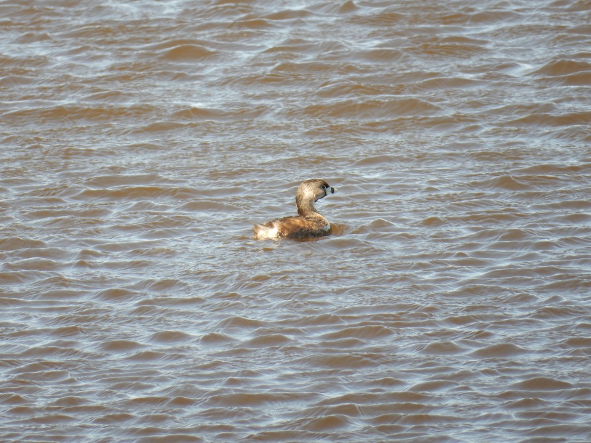 Pied-billed Grebe - ML638609053