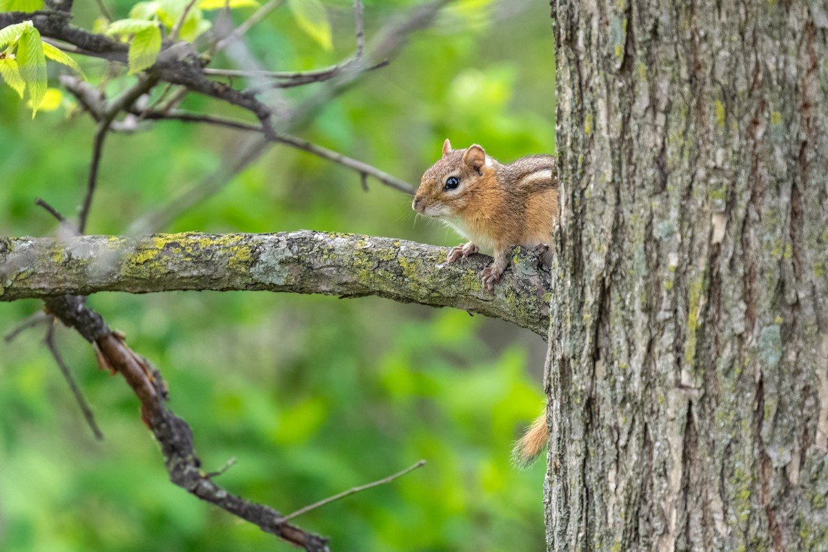 Eastern Chipmunk - ML638609054