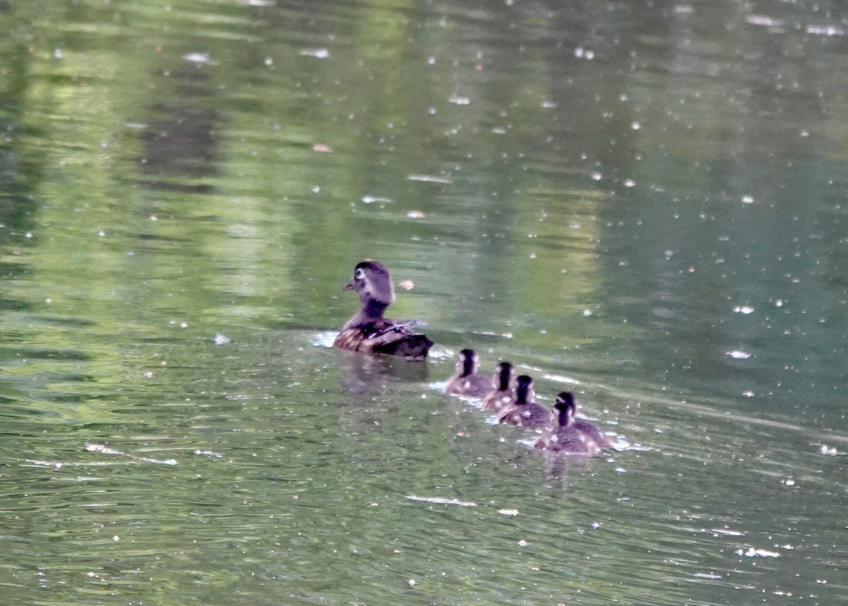 Ahate karolinarra - ML638609072